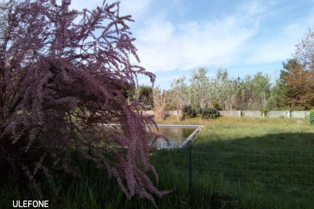 Casa Nel Parco Sulla Spiaggia Pisa Bagian luar foto